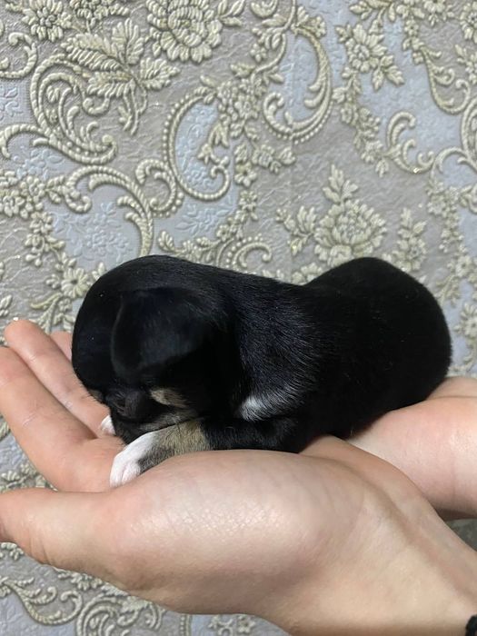 Чихуахуа цуценята