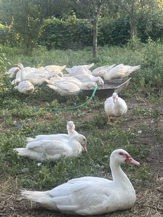 Продам Білих мускусних качок важкої німецької лінії на племя
