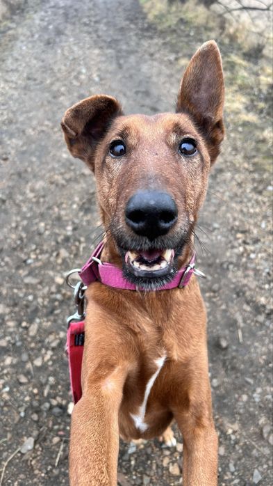 Piękny pies do adopcji