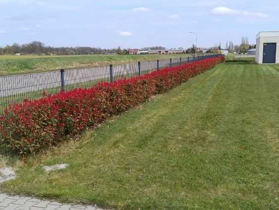 Głogownik red robin w doniczkach wys. 40-70cm