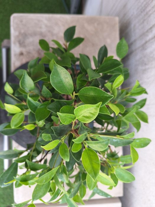 Bonsai ficus shohin