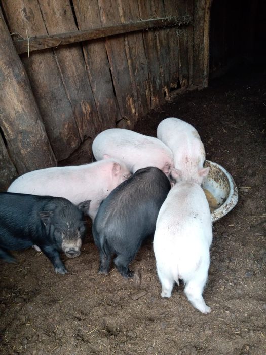 поросята поросята