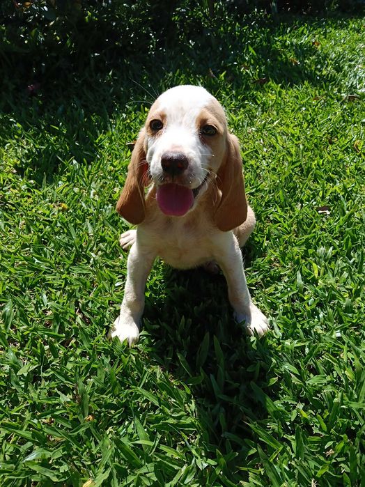 Beagle bicolor lindo