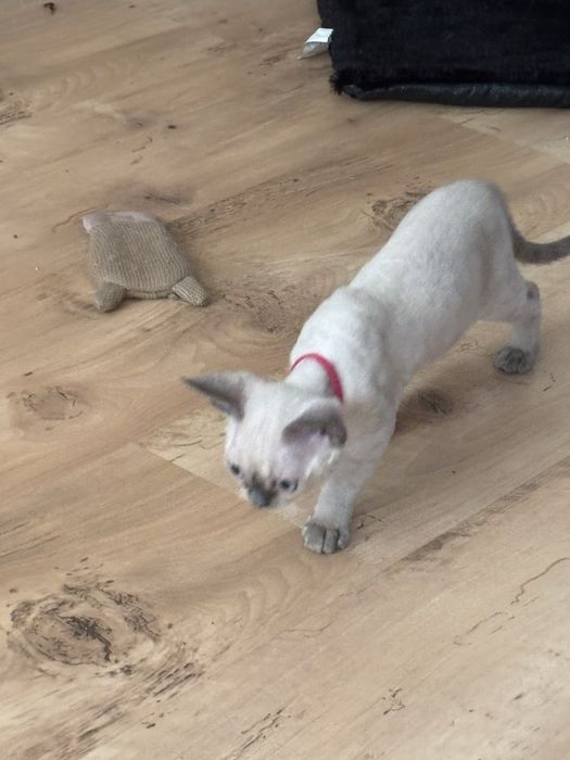 Koteczka devon rex point blue