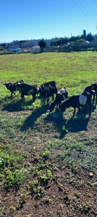 Vendo cabras anãs