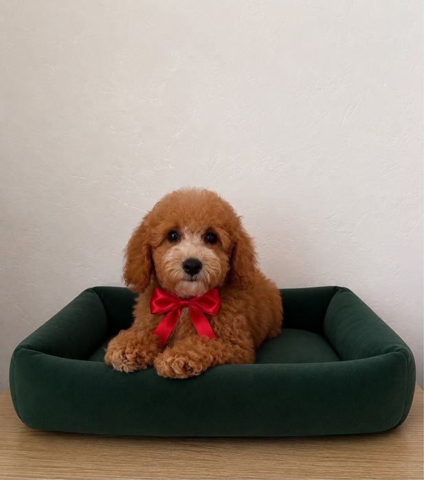 Chlopczyk Maltipoo