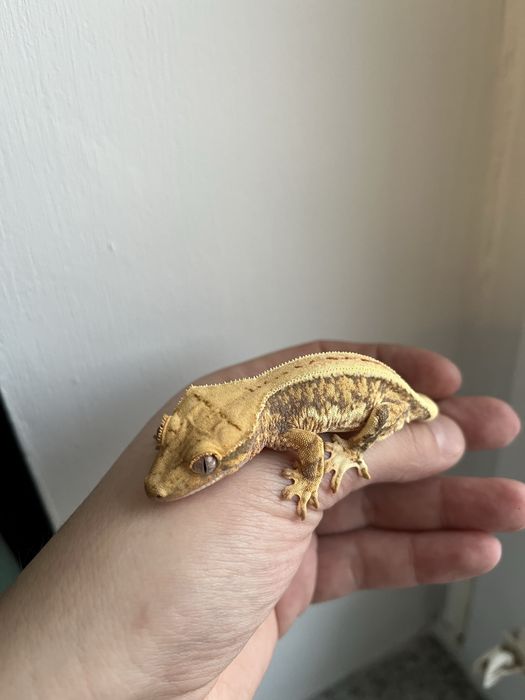Gekon orzęsiony ED18 ciliatus samica jaszczurka crested gecko