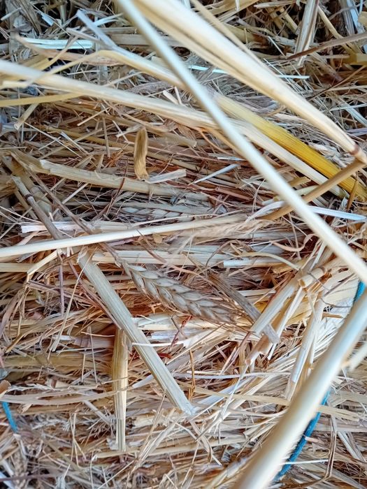 Vendo fardos de feno