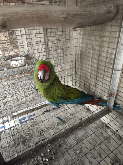 Arara militar macho adulto 2013 disponível para entrega imediata