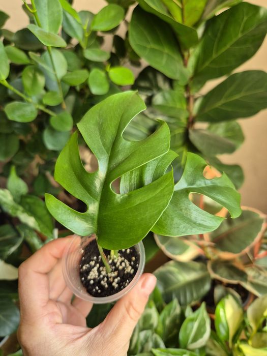 Кімнатні рослини фікус, традесканція, епіпремнум,драцена,циропегія