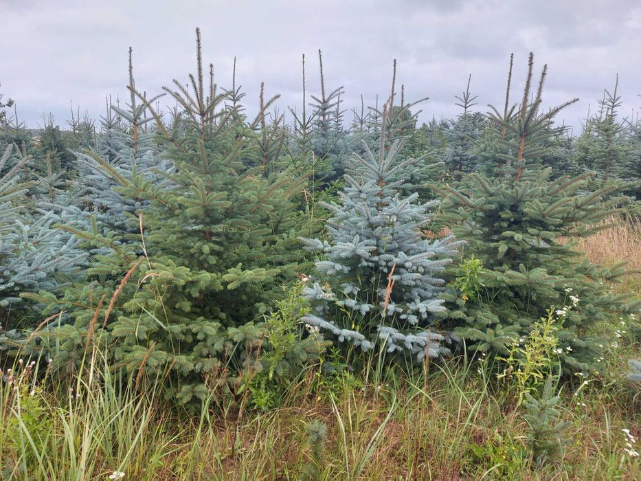 Świerk srebrny cięty