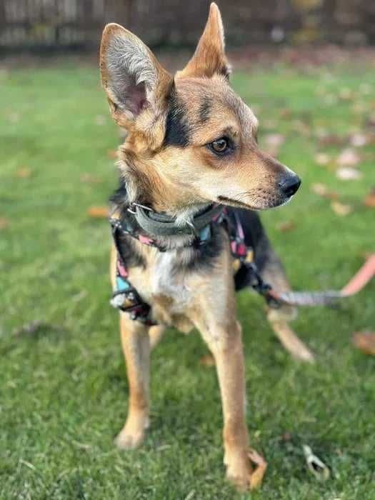 Młody psiak bez oczka szuka domu