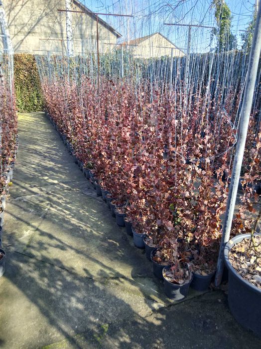 Bluszcz Hedera Hellix. pospolity, zimozielony, od 90 cm do 130 cm