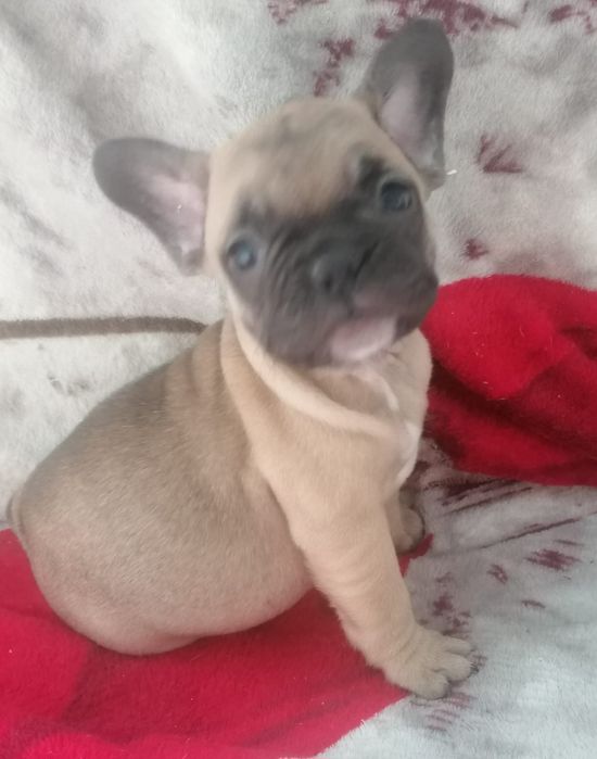 Bulldog francês faune  Miniatura
