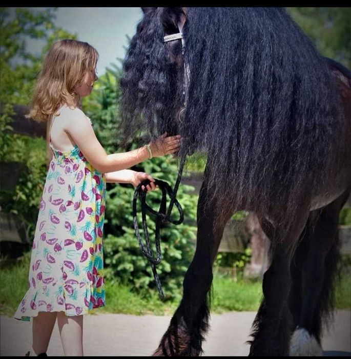 klacz silver bay - GYPSY/IRISH COB (nie tinker)