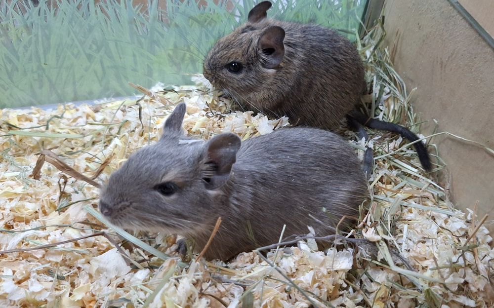 Koszatniczki samice siostry młodziutkie.