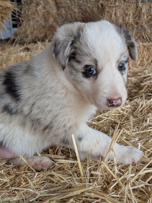 Border Collie Merle Fêmea
