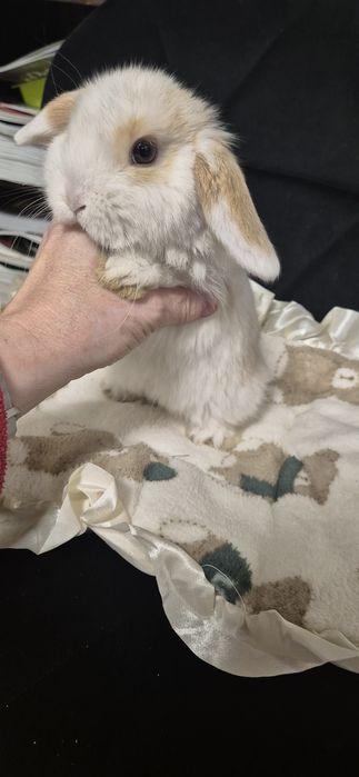 Króliki Mini lop rasowe
