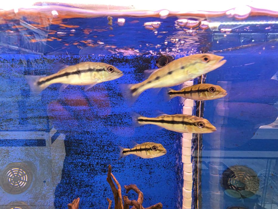 Tucunaré Pinima (Cichla Pinima)
