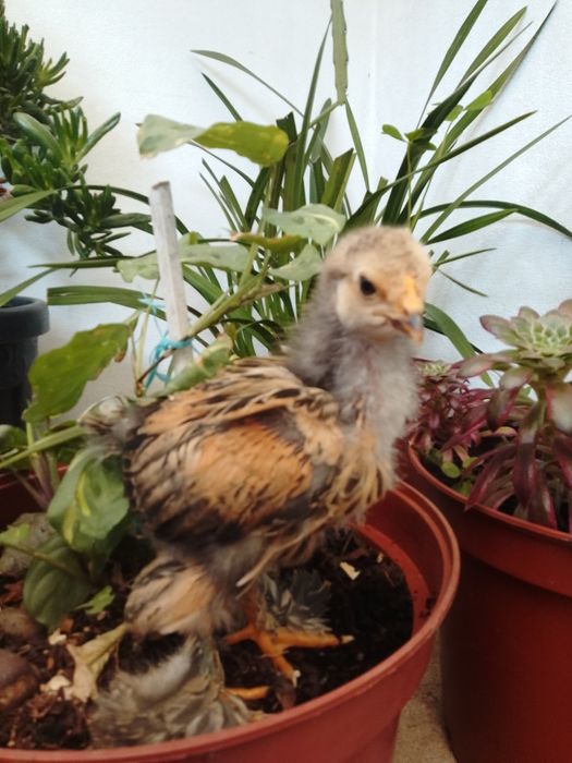 Pintinho brahmas disponíveis