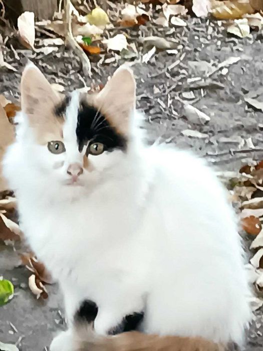 Котята  кошечки рыжие белые бесплатно