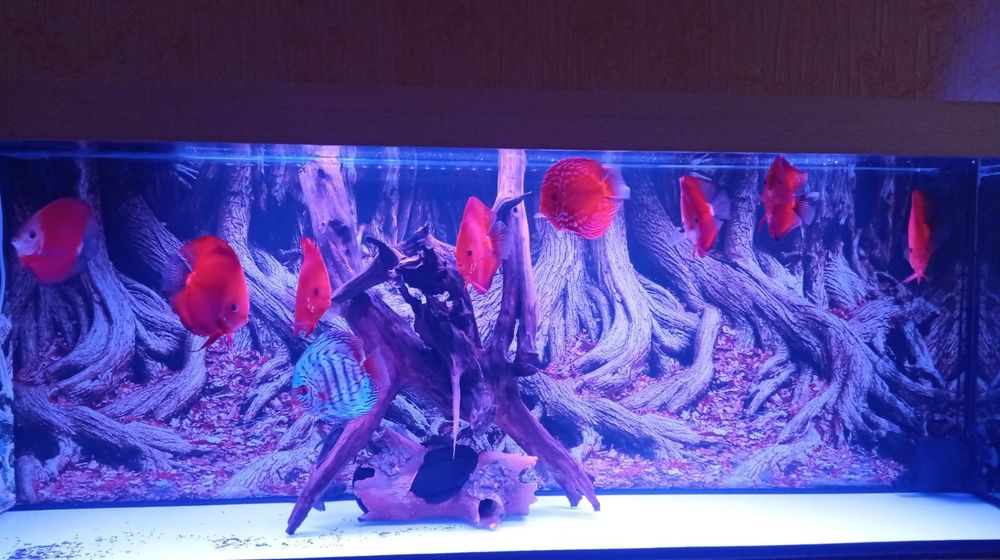 Дискусы пиджены и красные