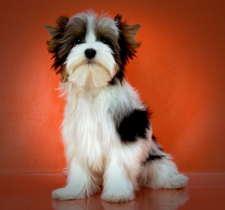 Хлопчик бівер йорк