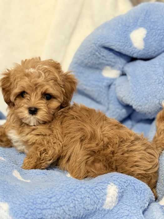 Мальтипу мини щенок!