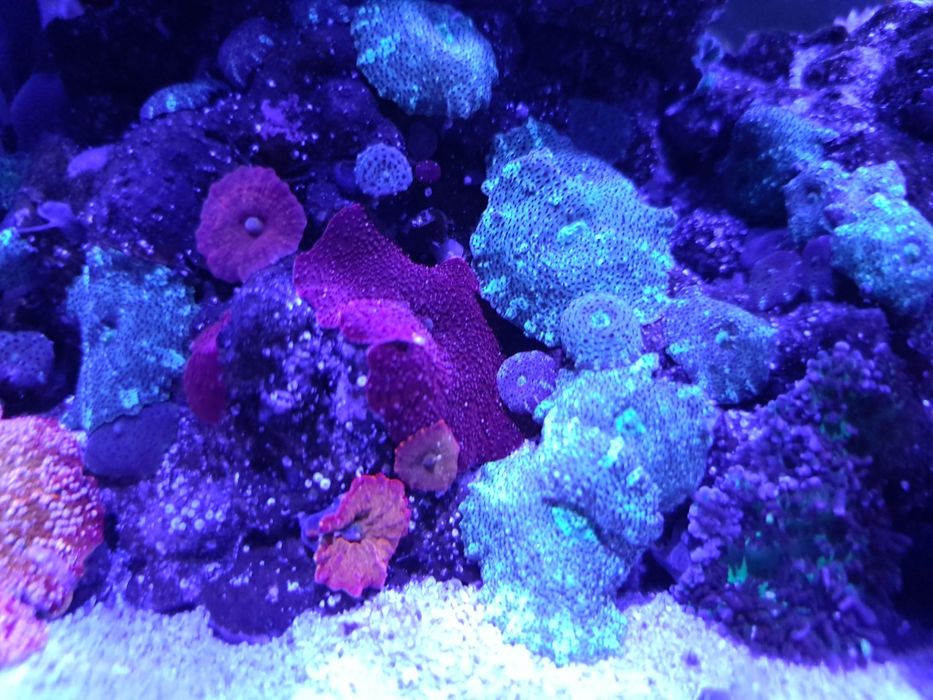 Discosoma Green akwarium morskie