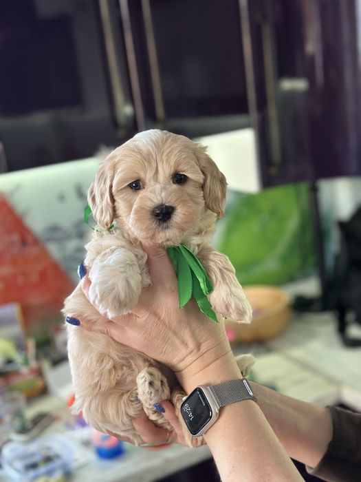 Мальтипу мальчишка