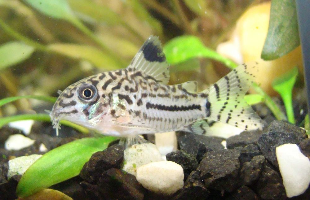 Kirysek lamparci corydoras julii
