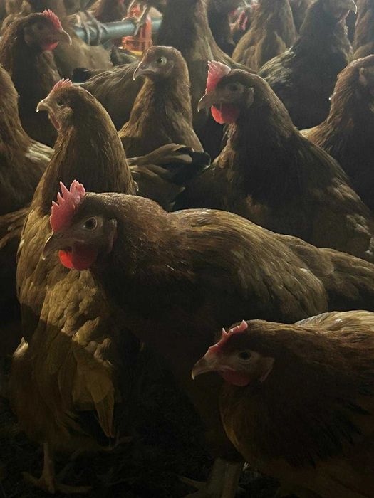 Kury nioski młode z własnego odchowu z jajkiem z wolnego wybiegu