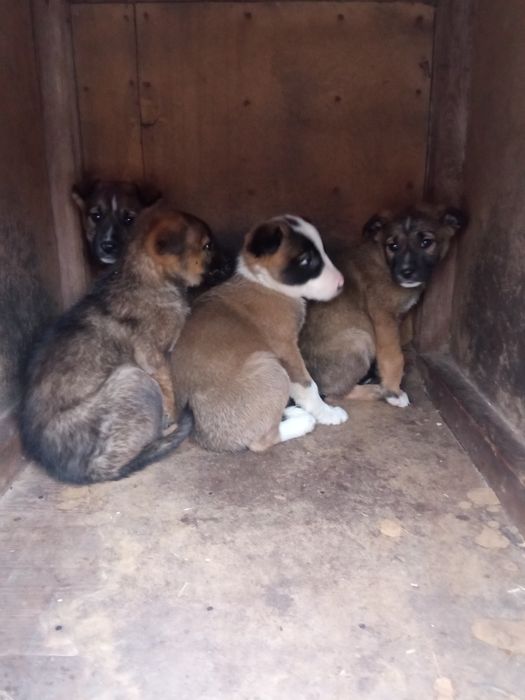 Маленькие щенки в добрые руки
