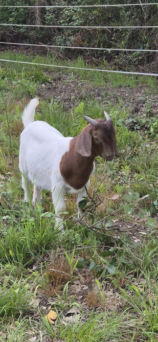 Cabrito boer puro