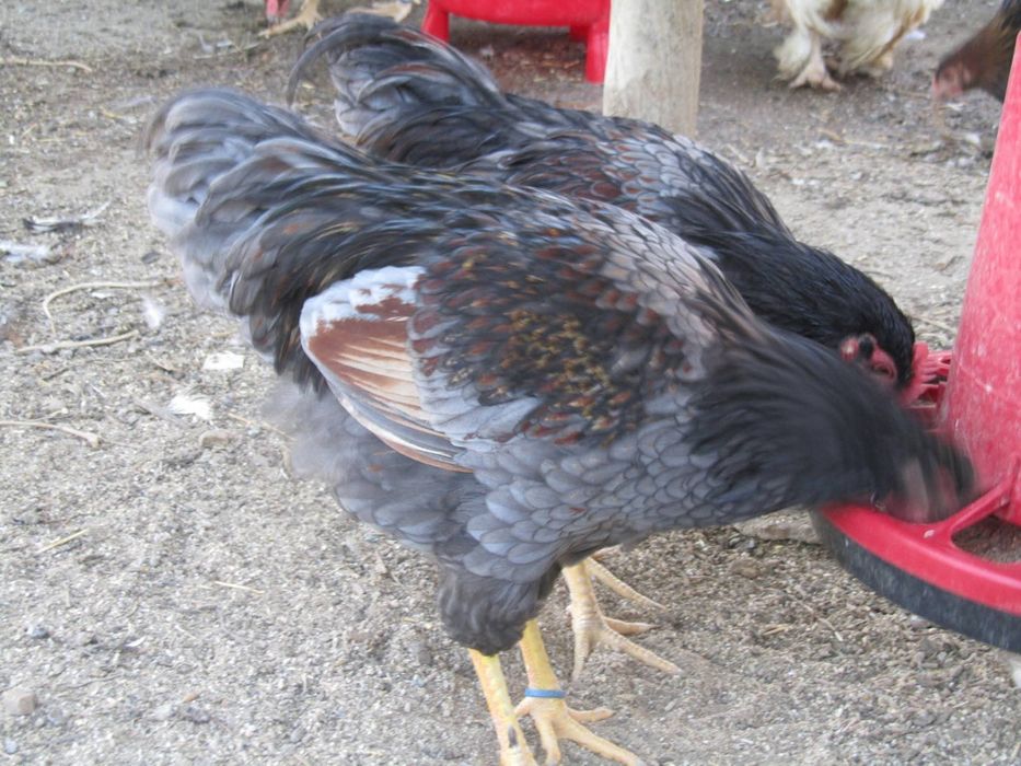 Galos adultos Pedrês portuguesa