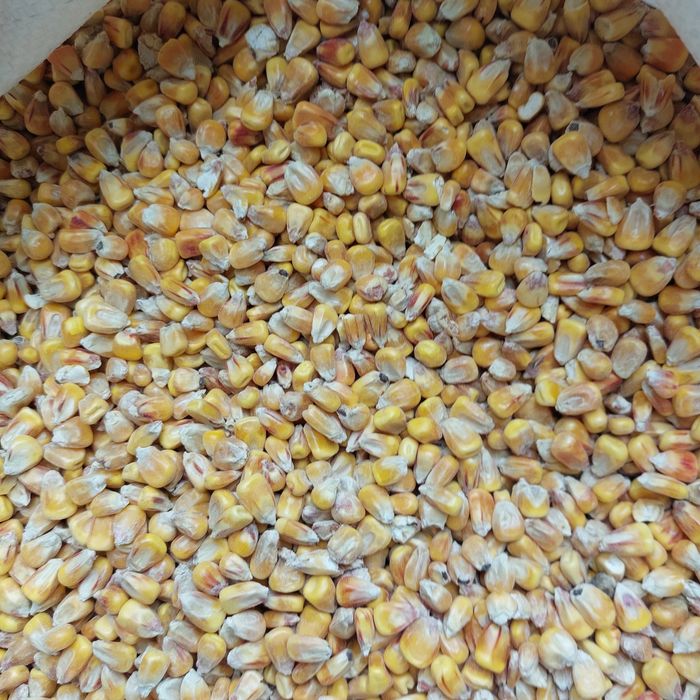 Продам  кукурудзу, мелену кукурудзу та кукурудзяну крупу.  В Луцьку.