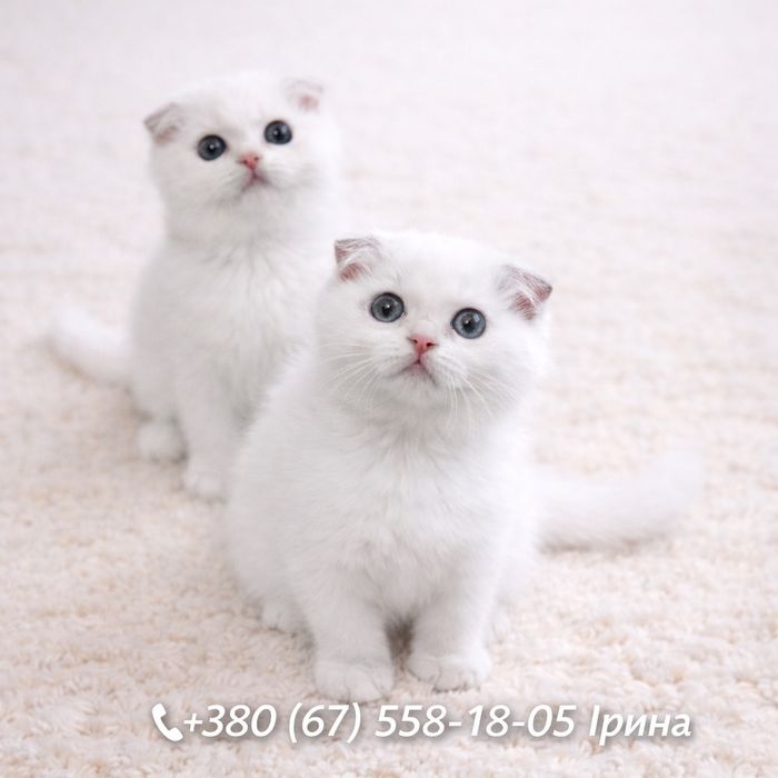 Шотландские котята, фолд.