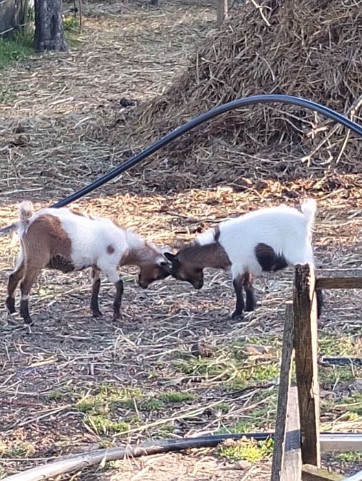 Vendo cabras micro cabras micro ana