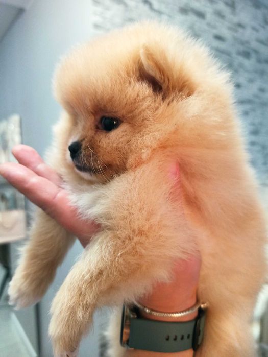 Pomeranian***szpic miniaturowy GOTOWY