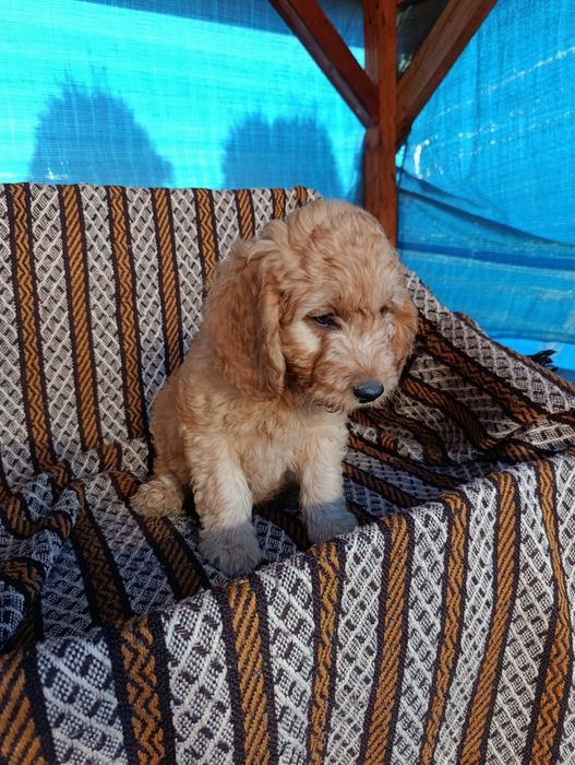 Goldendoodle mini śliczny piesek