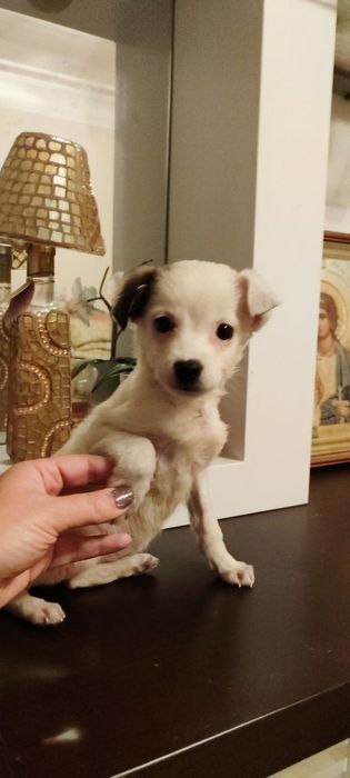 Отдам бесплатно щеночка 2 месяца