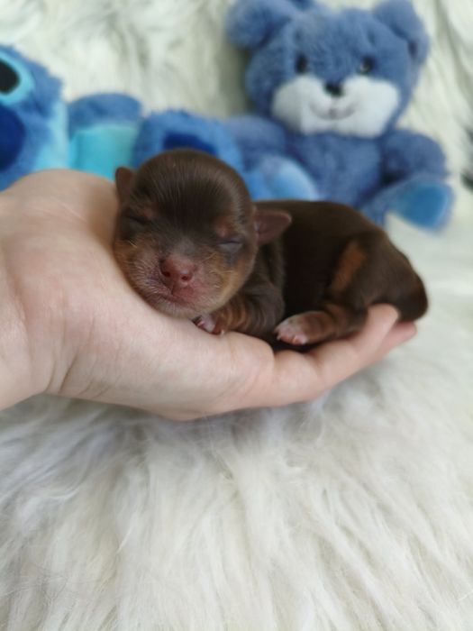 Śliczny chłopczyk Chocolate tan Yorkshire terrier