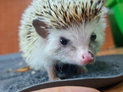 Jeż Pigmejski Samczyk "Miki" 7- mcy ,JASNY /OSWOJONY -Sklep Zoologiczny Kielce