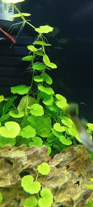 Rośliny akwariowe Hydrocotyle - wąkrotka