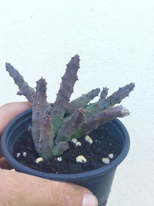 Cato Huernia Pendurata