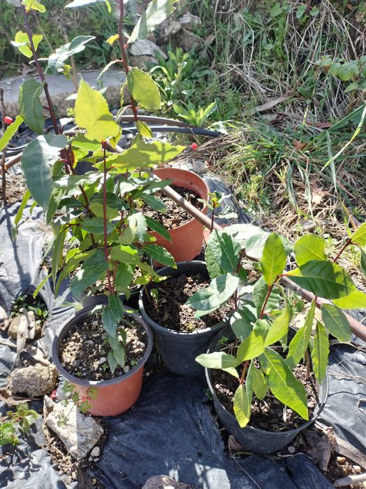 Loureiro para floreira ou jardim