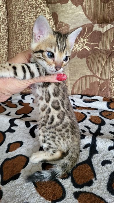 Бенгальские котята wcf