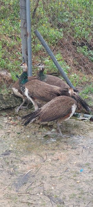 Casais Pavões Azul 2025