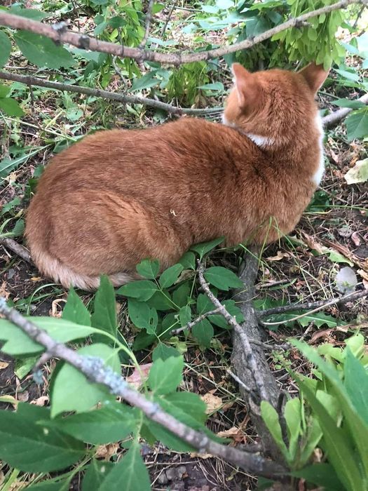 Отдам рыже-белого кота