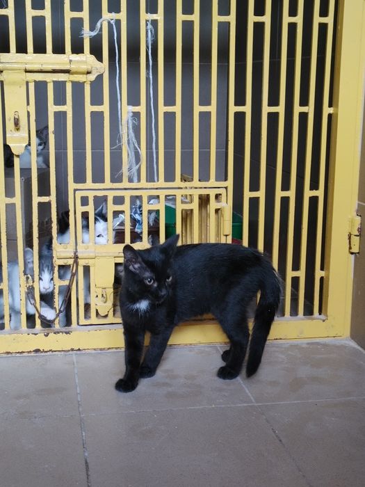 Kotek czarny do adopcji